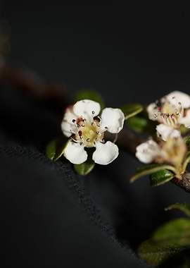 White cotoneaster dammeri