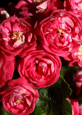 Crataegus flowers close up