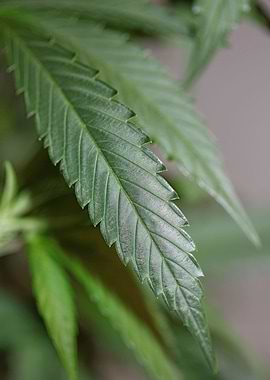 Cannabis sativa leaf macro