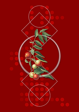 Geometric Chinese Jujube