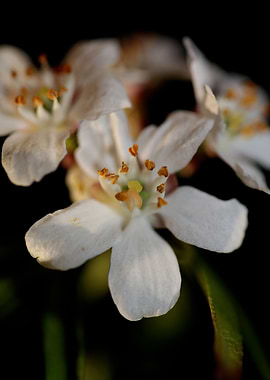 Choisya ternata blossoming