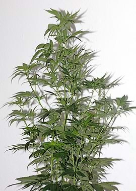 Cannabis sativa close up