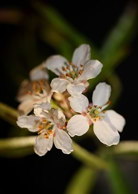 Choisya ternata blossoming
