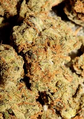 Marihuana medical close up