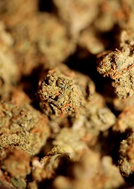 Medical cannabis close up