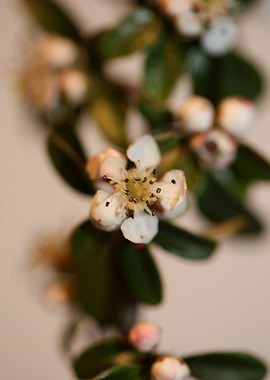 Cotoneaster flowers macro