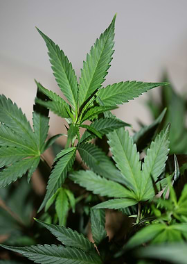 New cannabis sativa plant