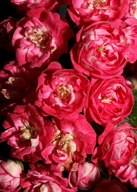 Crataegus flowers close up