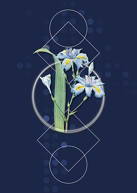 Butterfly Flower Iris