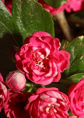 Crataegus flowers close up