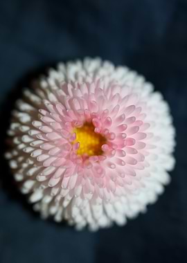White bellis flower macro