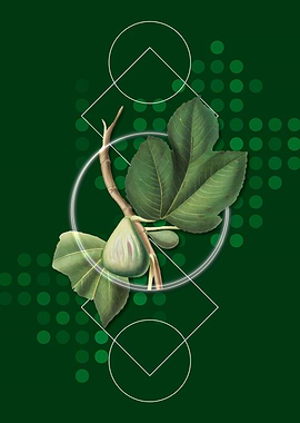 Geometric Fig Fruit Poster