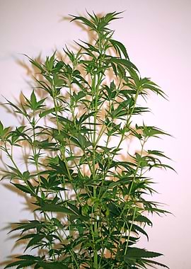 New cannabis sativa plant