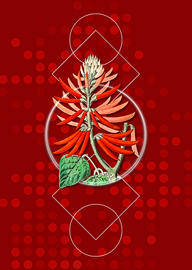 Geometric Naked Erythrina