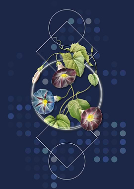 Vintage Morning Glory