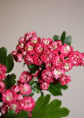 Crataegus flower close up