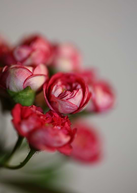 Crataegus flower close up