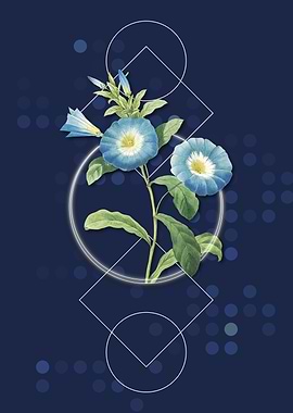 Vintage Field Bindweed