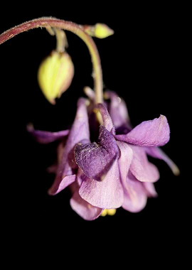 Aquilegia vulgaris flower