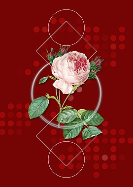 Vintage Centifolia Roses