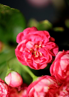 Crataegus flowers close up