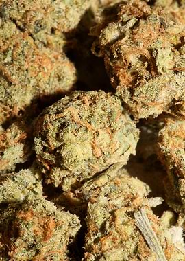 Marihuana super lemon haze