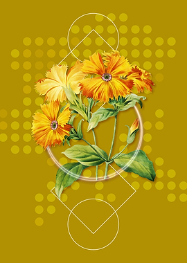 Lychnis Grandiflora Flower