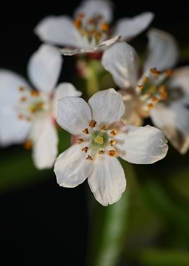 Choisya flower blossoming