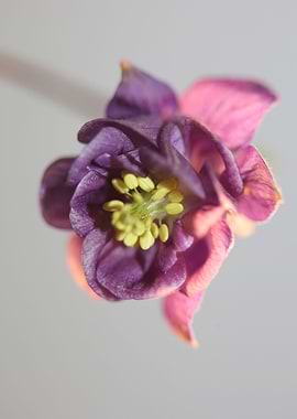 Aquilegia vulgaris flower