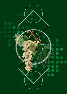 Geometric Muscat Grape