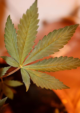 Cannabis sativa leaf macro