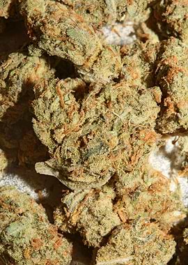 Marihuana medical close up