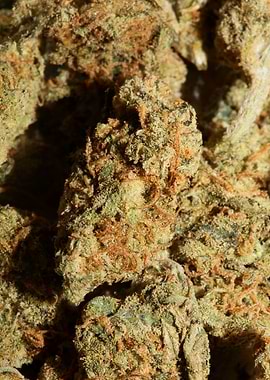 Marihuana buds close up
