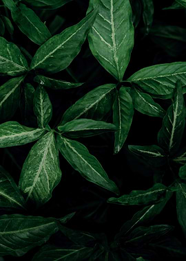 plant leaves 57