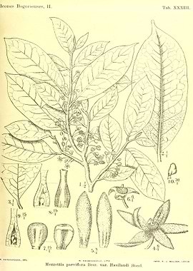 Mezzettia parviflora