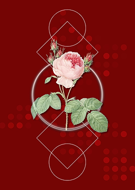 Vintage Pink Cabbage Rose