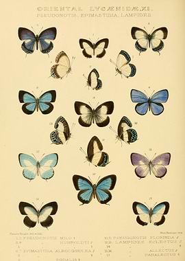 Butterfly Vintage