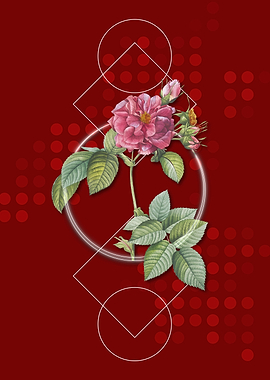 Pink Francfort Rose Flower