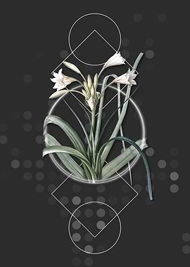 Vintage Malgas Lily Flower