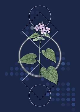 Morning Glory Flower