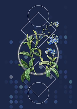 Water Forget Me Not Flower