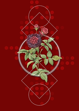 One Hundred Leaf Rose