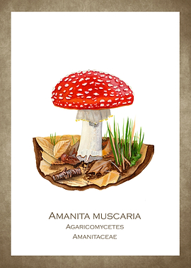 Fly agaric toadstool