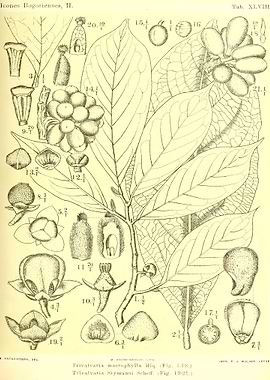 Trivalvaria Stymanni