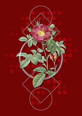 Vintage Red Portland Rose