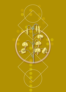 Vintage Lilium Pyrenaicum