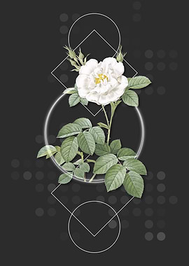 Vintage White Rose Flower