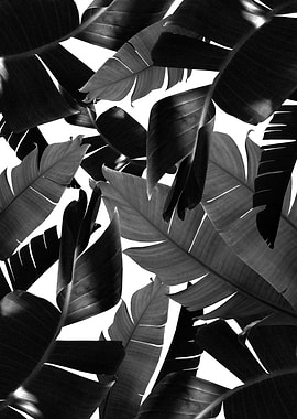 Banana Palm Jungle 4