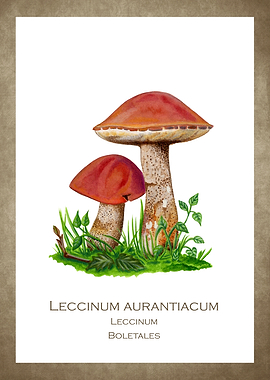 Red poplar bolete painting