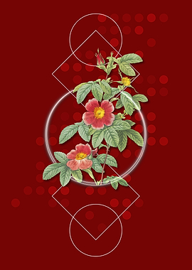 Vintage Single May Rose